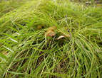 Спрятались грибочки под травой