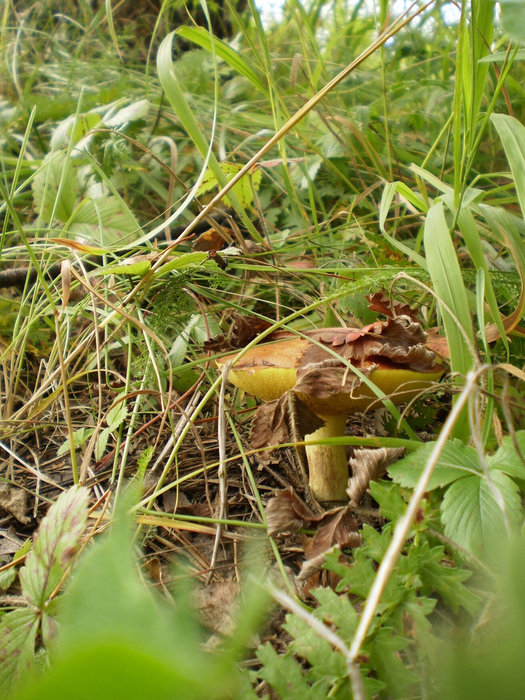 Нашёлся маслёнок — ищи вблизи грибочки Алтайский край, Россия