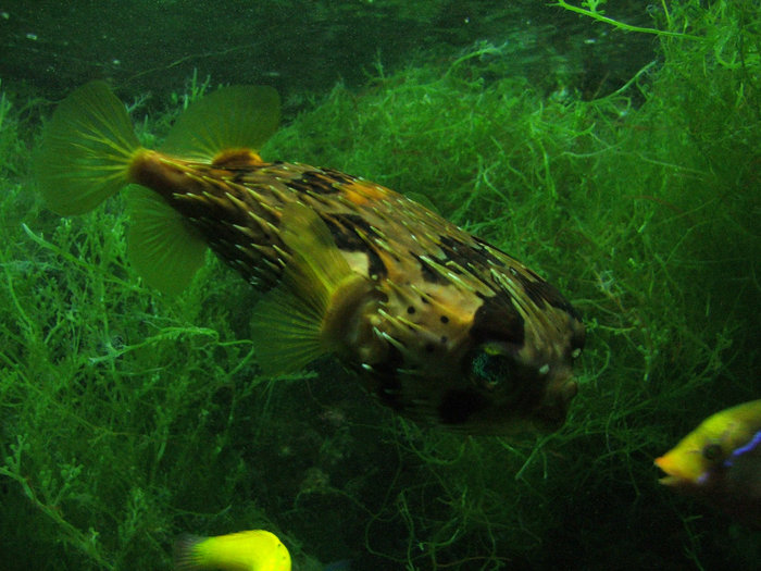 Венский аквариум Вена, Австрия
