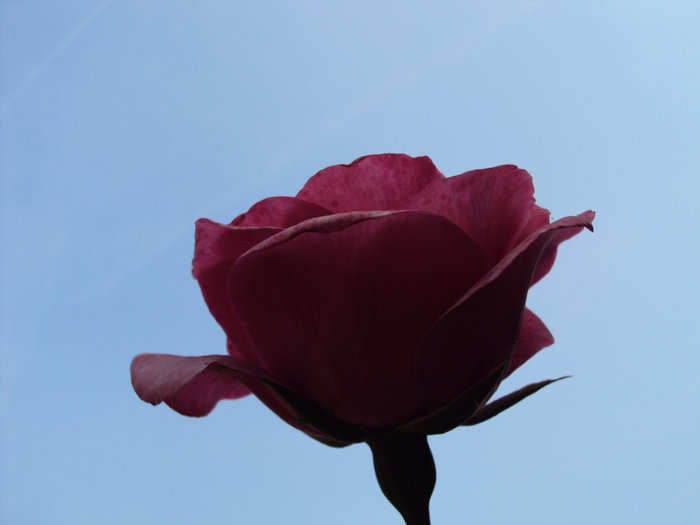 Розовая роза Сербия