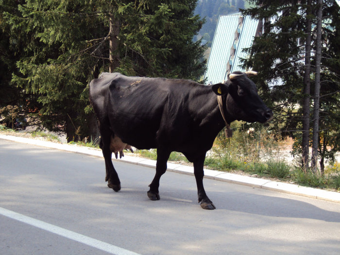 Корова на улице Жабляка Черногория