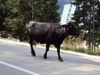 Корова на улице Жабляка