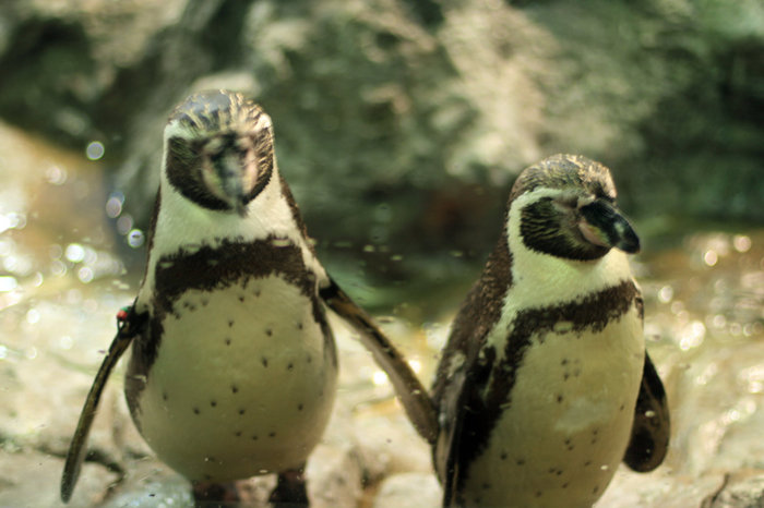 пингвины в Лоро Парке Пуэрто-де-ла-Крус, остров Тенерифе, Испания