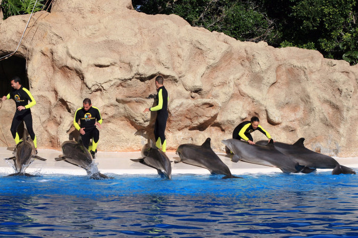 шоу дельфинов Пуэрто-де-ла-Крус, остров Тенерифе, Испания