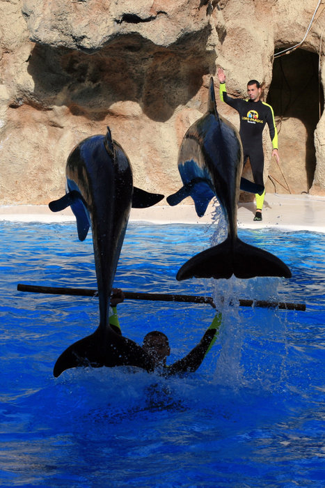 шоу дельфинов Пуэрто-де-ла-Крус, остров Тенерифе, Испания