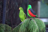 попугаи в Лоро Парке