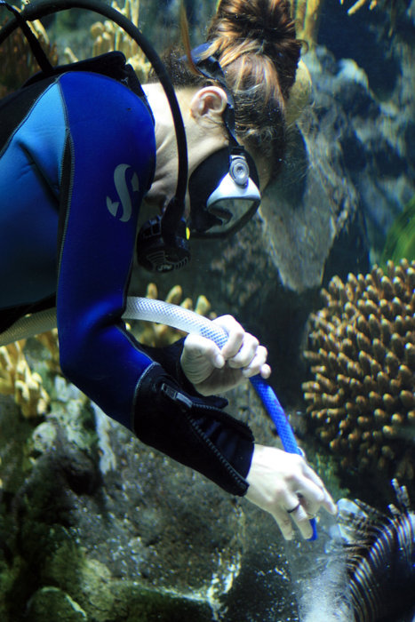 чистка аквариума Пуэрто-де-ла-Крус, остров Тенерифе, Испания