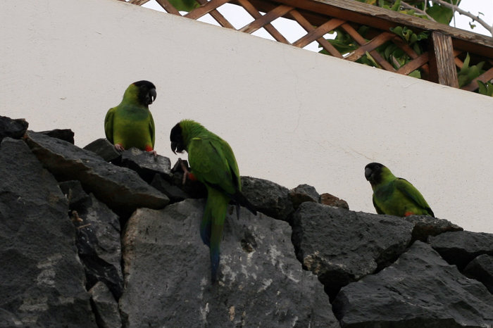 дикие попугаи Лас-Америкас, остров Тенерифе, Испания
