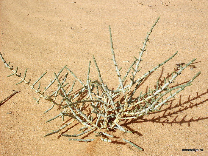 Растительность пустыни Пустыня Вади Рам, Иордания