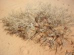 Растительный мир пустыни
