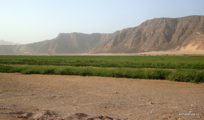 Иорданцы научились возделывать пустыню. Пустыня Вади Рам, Иордания