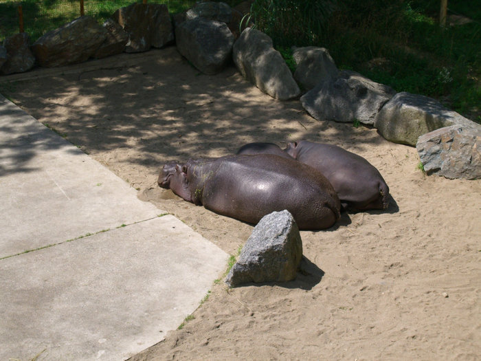 PRAHA ZOO Прага, Чехия