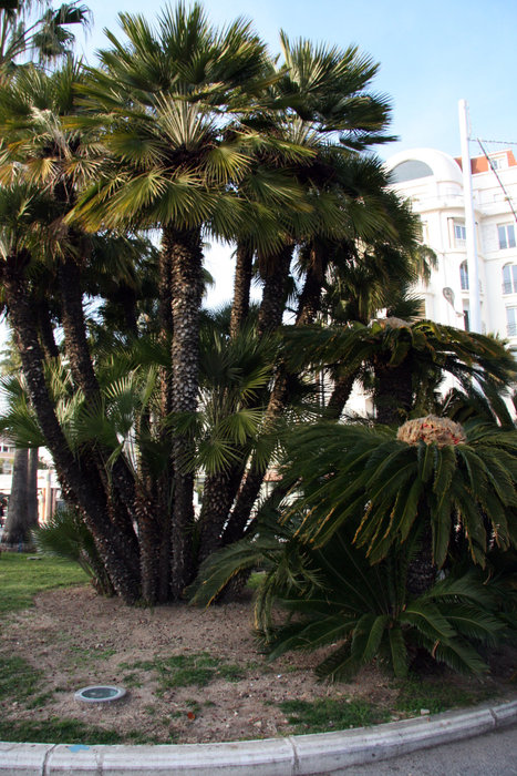 пальмы на набережной Краузетт Канны, Франция