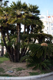 пальмы на набережной Краузетт