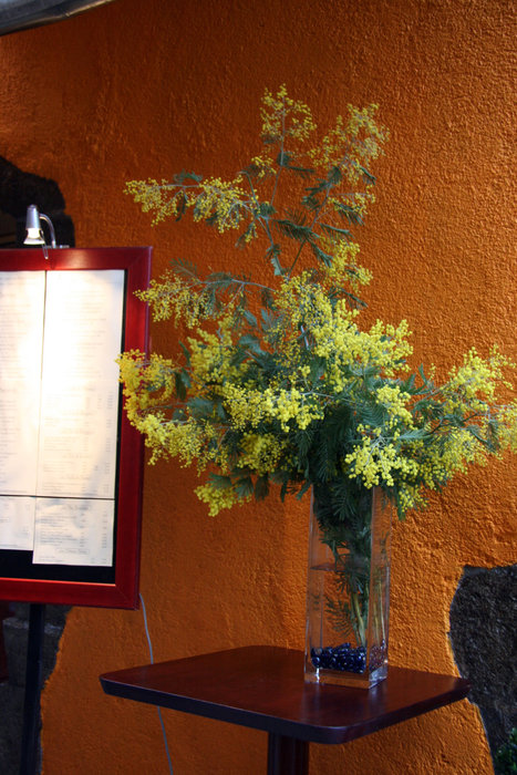 мимоза на столике у входа в ресторан Канны, Франция