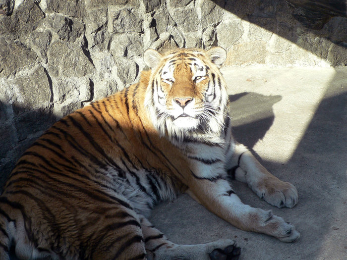 Тигр в зоопарке на Петроградке Санкт-Петербург, Россия