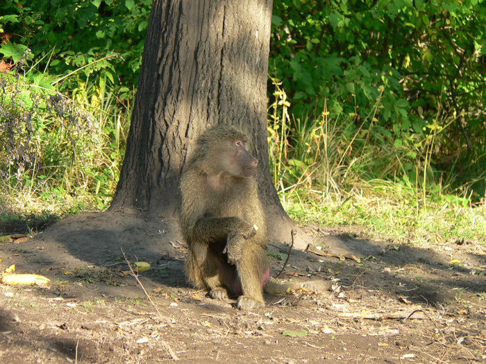 Летом на Елагин привозят из Петербургского зоопарка обезьян. Третий год подряд здесь живет одна и та же семья. Санкт-Петербург, Россия
