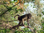 Однажды я видела, как обезьяна не только лазает по деревьям, но и плавает!