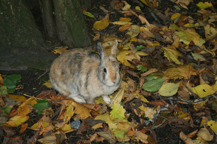 Кролик на Елагином Санкт-Петербург, Россия