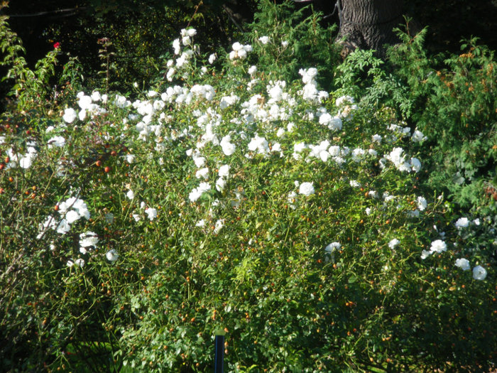 Народный сад (Volksgarten) Вена, Австрия