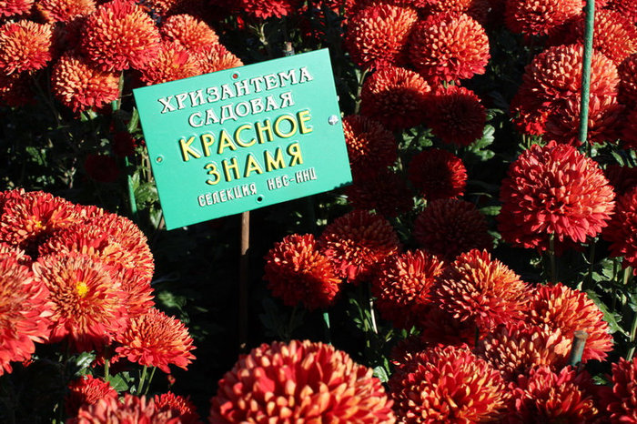 Выставка Хризантем в Никитском ботаническом саду Никита, Россия