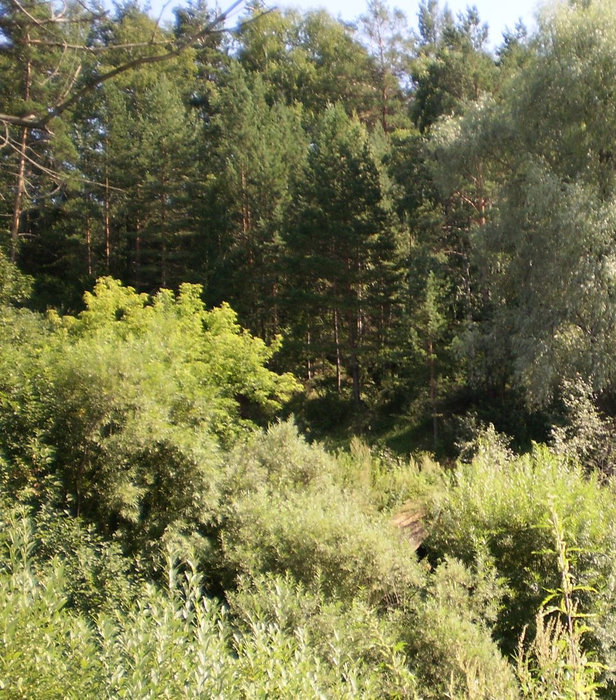 Лес на противоположном берегу Алтайский край, Россия
