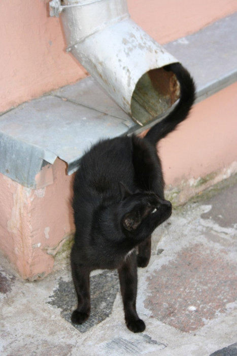 минская кошка Минск, Беларусь