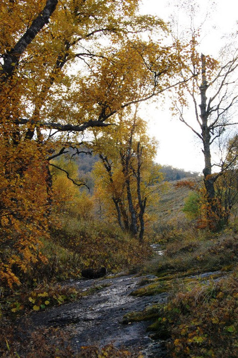 Осень в макромире Каменномостский, Россия