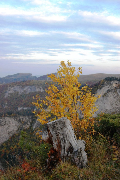 Осень в макромире Каменномостский, Россия