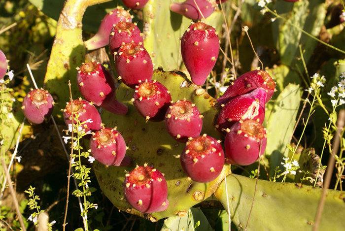 Плоды съедобного кактуса Область Будва, Черногория