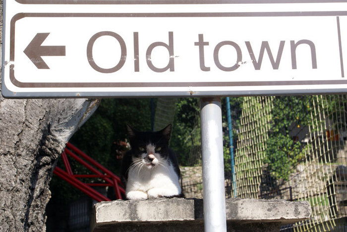 В тени указателя — уличная кошка в Херцог Нови Область Будва, Черногория
