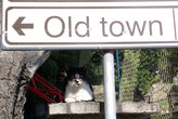 В тени указателя — уличная кошка в Херцог Нови