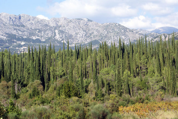А на нейтральной полосе — елки и горы (на границе Черногории и Хорватии). Дубровник, Хорватия