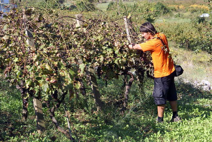 Дегустация хорватского винограда Дубровник, Хорватия