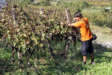 Дегустация хорватского винограда