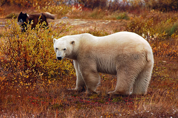 Большие белые медведи Черчилл, Канада