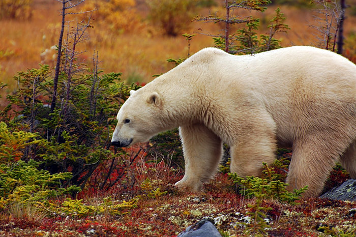 Большие белые медведи Черчилл, Канада