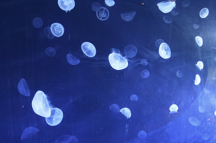 Медузы в океанариуме. Валенсия, Испания