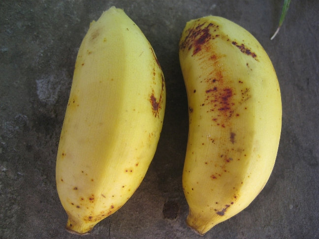 Бананы размером с зажигалку Шри-Ланка