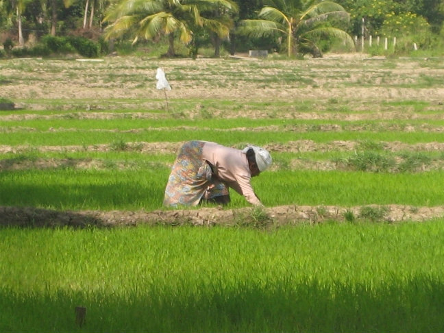 Рисовые поля вдоль трассы Шри-Ланка