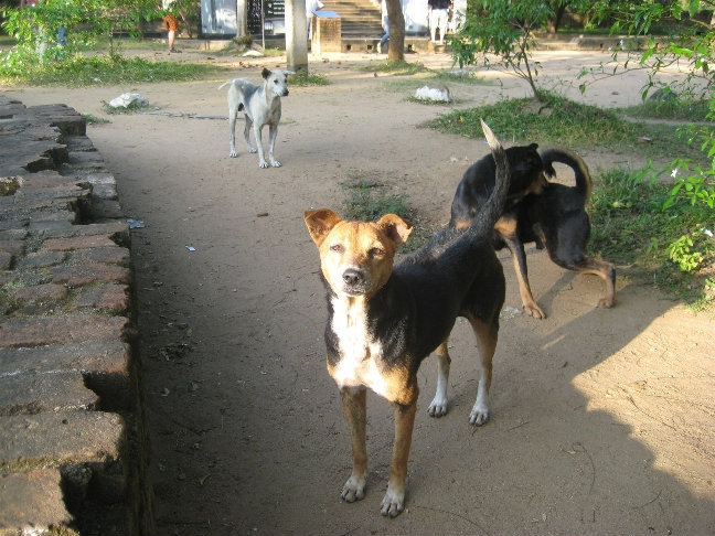Бедные собаки мучаются на жаре. Анурадхапура, Шри-Ланка