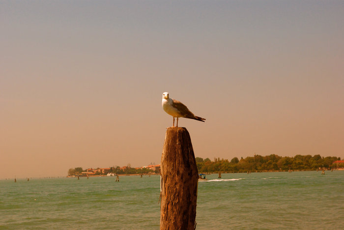 The Very Best of Venice Венеция, Италия