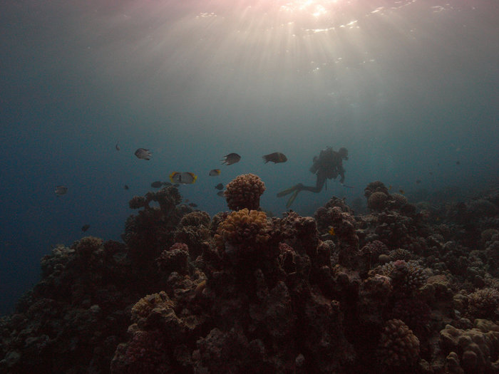 Сафари - юг Красного моря Провинция Красное Море, Египет