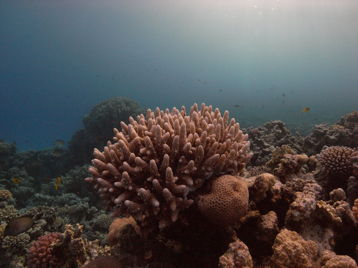 Сафари - юг Красного моря Провинция Красное Море, Египет