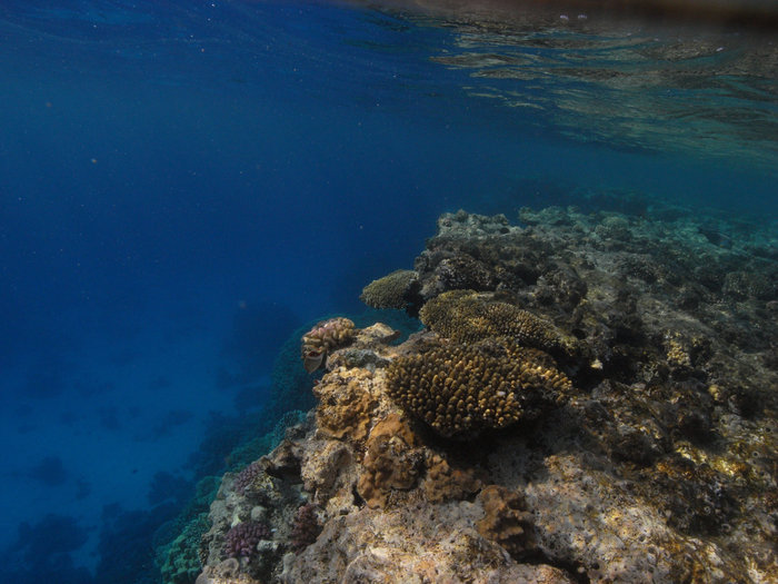 Сафари - юг Красного моря Провинция Красное Море, Египет