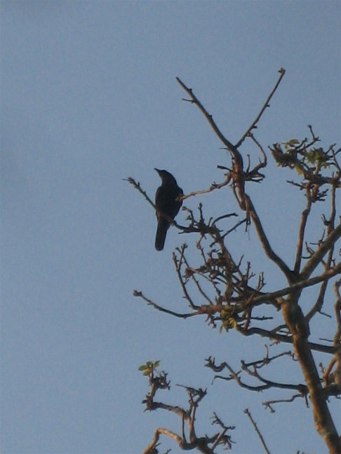 Птичка Анурадхапура, Шри-Ланка