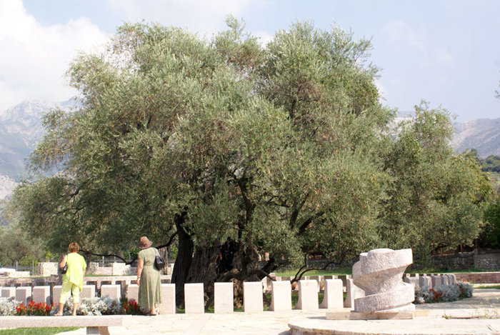 Старейшее дерево Европы — олива 2000 лет на окраине Бара Бар, Черногория
