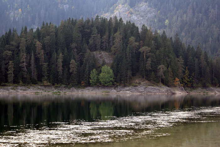 Лес на берегу Черного озера Национальный парк Дурмитор, Черногория