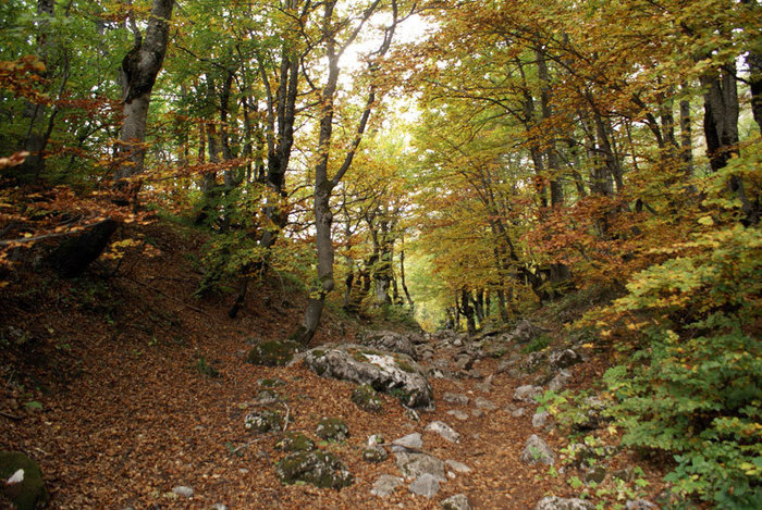По осеннему лесу Национальный парк Дурмитор, Черногория
