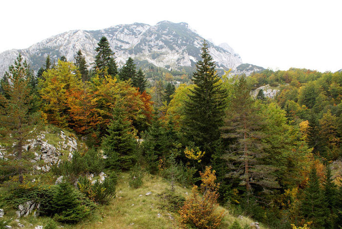 Осень в горах Дурмитор Национальный парк Дурмитор, Черногория
